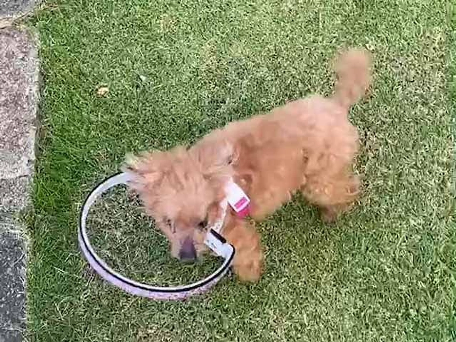 ゴールまで１週間　ティーカッププードルデイジーちゃんのこと