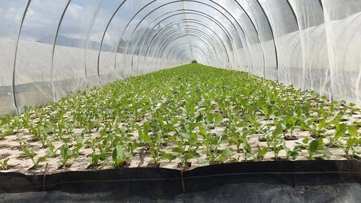 腎臓病の方が安心して食べられる低カリウム野菜を栽培したい。