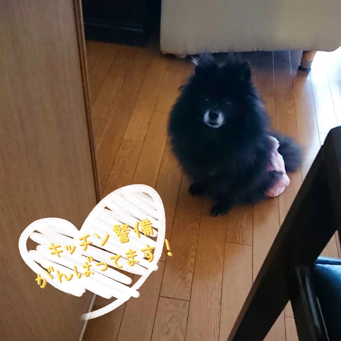 平日のまてちゃん🐻