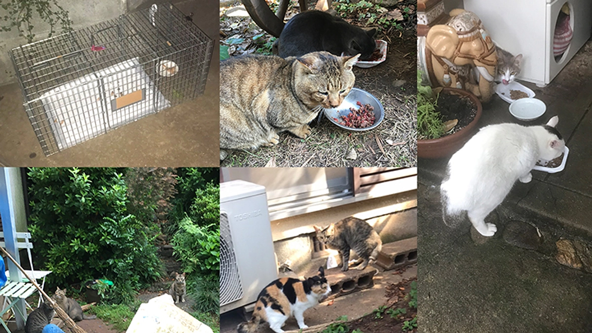 夜遅く地域猫にするための餌やりをしていますが寒いだろうと心配