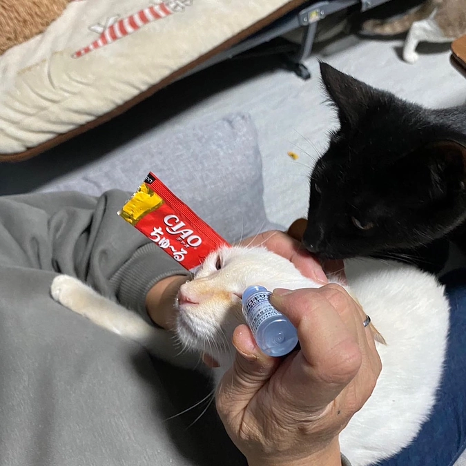 【40%突破！！】猫の風邪に思う、改善しなければいけないこと