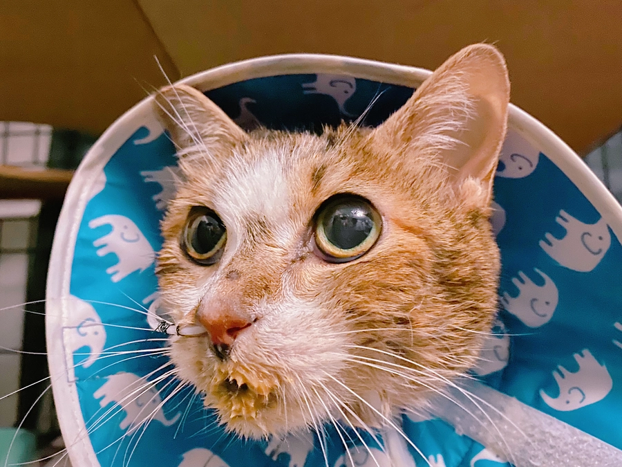 ★ カーコのお口に腫瘍が見つかりました