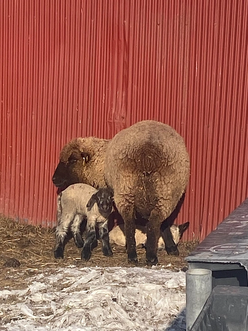 ここ数日のCURLY FLATS FARM