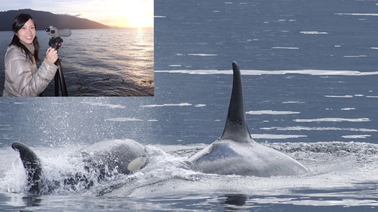 カナダ・ハンソン島で野生シャチの鳴き声の分析を続けたい!