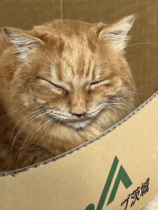 淡い期待・・・