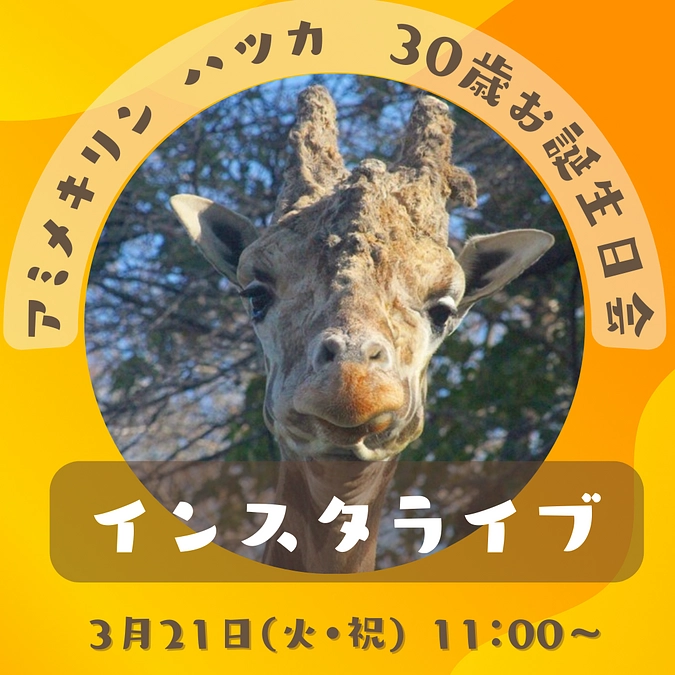 【3月21日インスタライブ！】ハツカのお誕生日会をライブ配信いたします！！