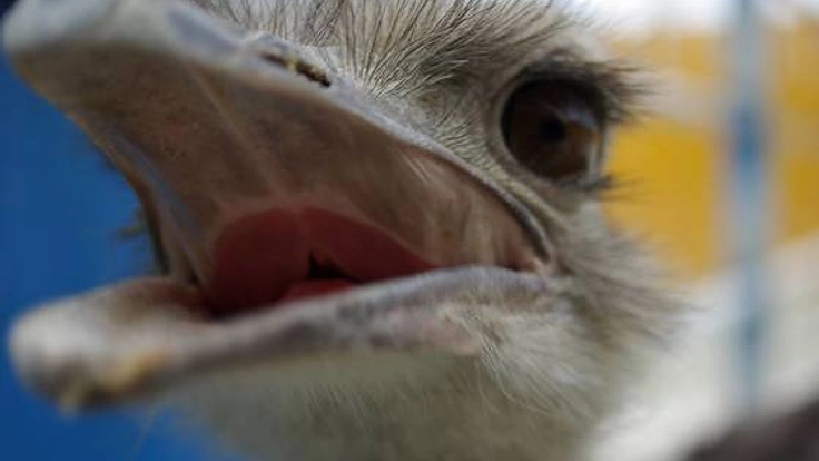 子ども二大死亡要因の下痢を治す魔法のダチョウ抗体飴を作ります