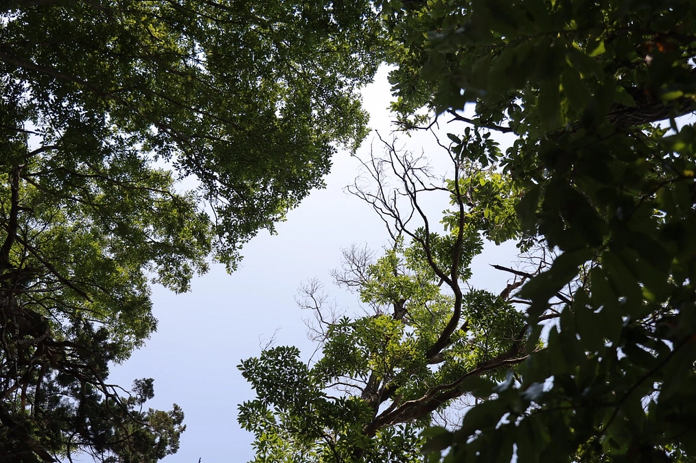 ビレッジレポートVol.5【夏は雑草との戦い!!】