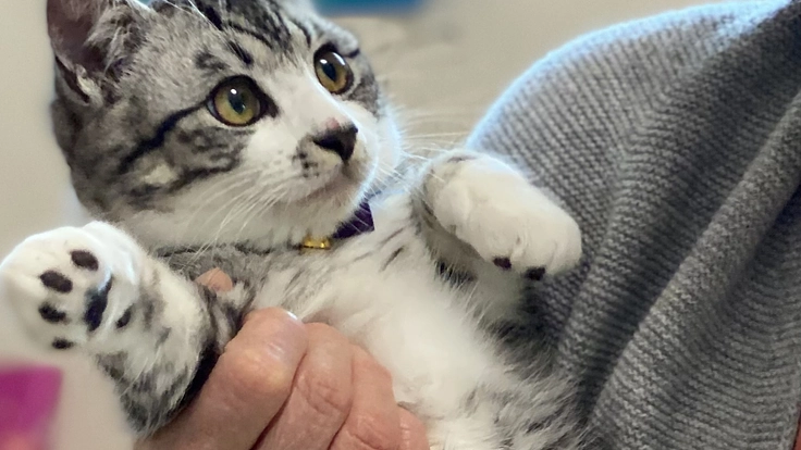 古い家の再生を助けて下さい！山口県萩市に猫との癒しの空間を造りたい 4枚目