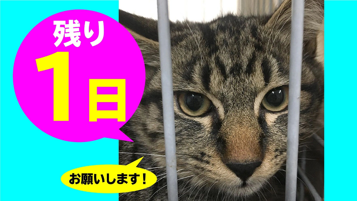 終了まで残り【1日】