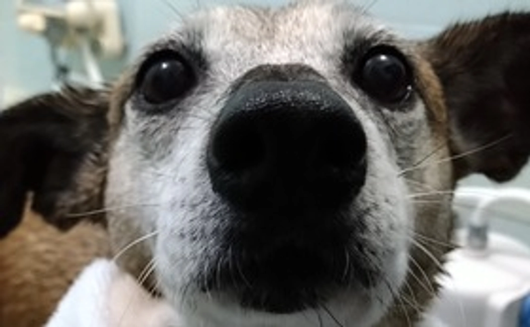 ディナーのおすそ分け〜みんな満腹な幸せ〜