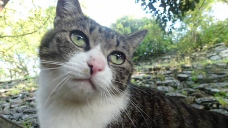 不幸な命を産まさない 不妊手術で救いたい猫の命