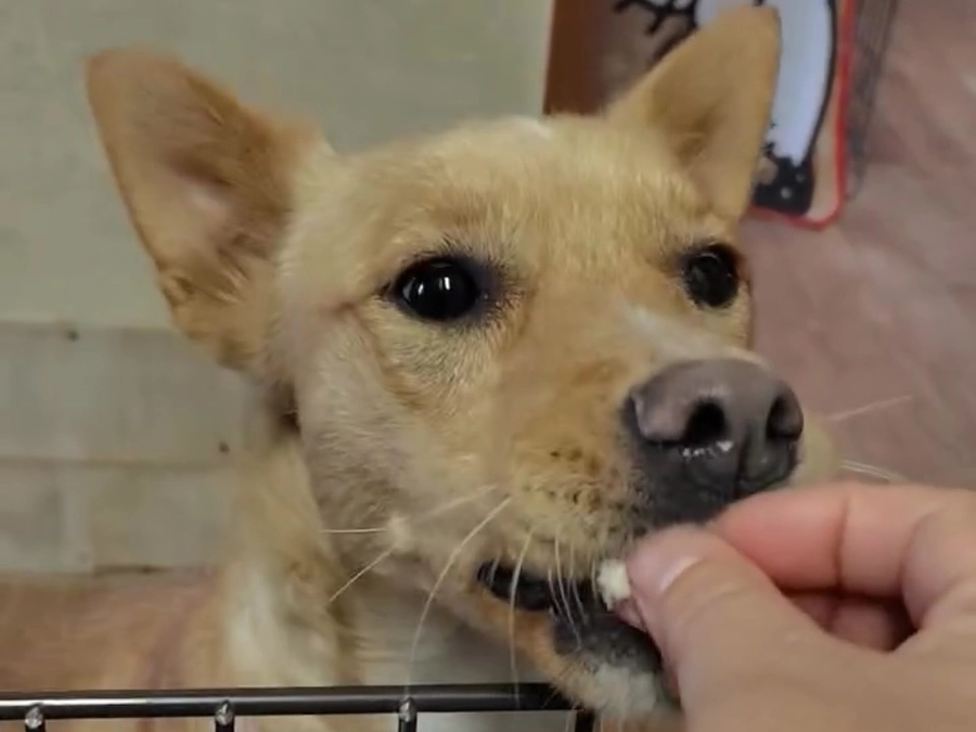 犬の逸走がありました。