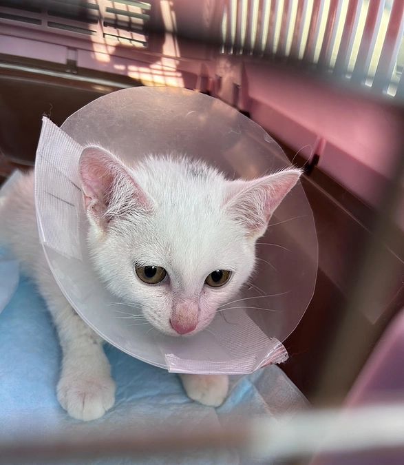 さといものお腹の寄生虫