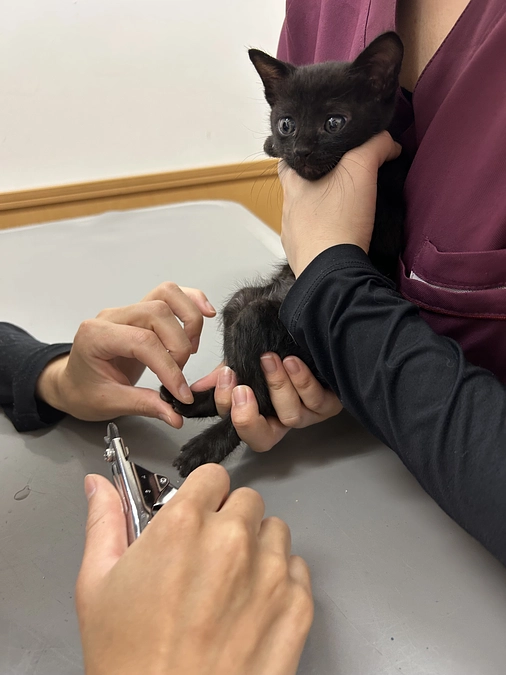 親子猫遺棄つづき。。。