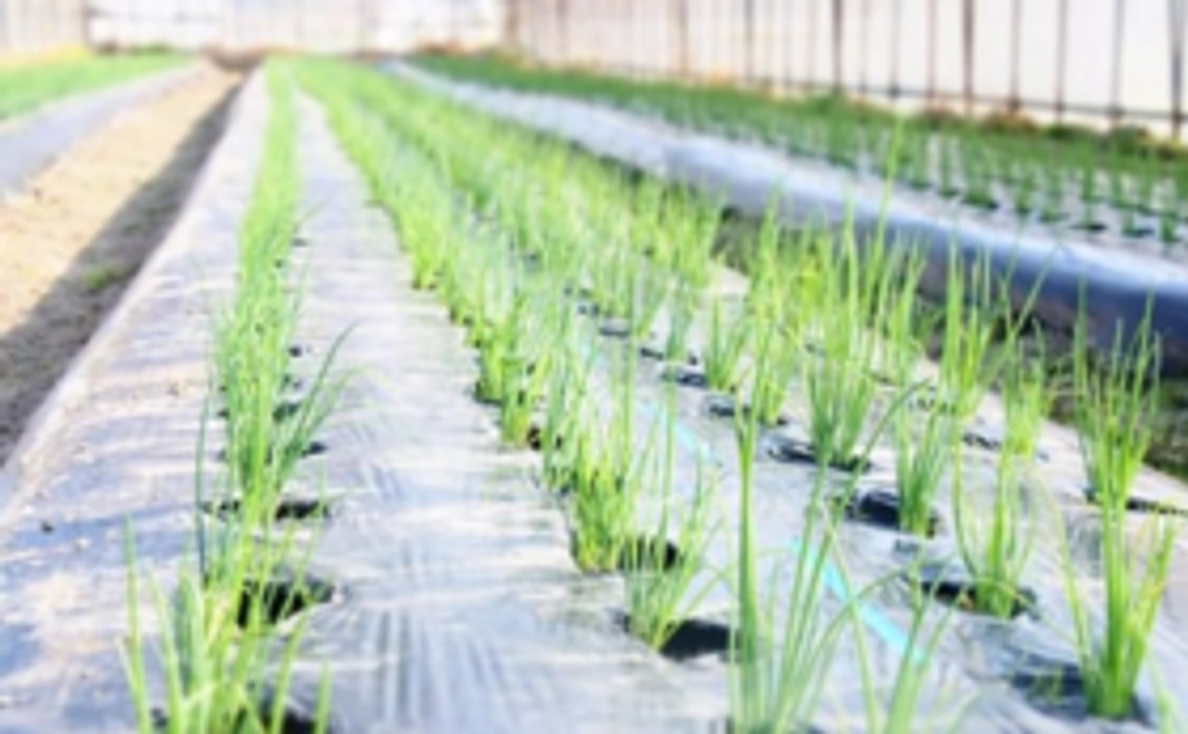 🍅お野菜セット(7月発送予定)