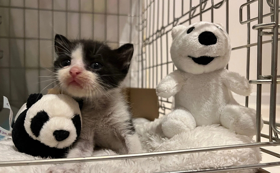 「３千円」寄附コース