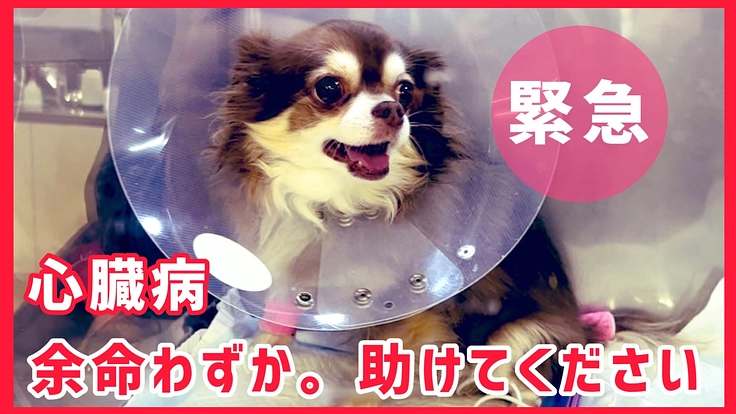 余命わずか。心臓病(僧帽弁不全症)で苦しむメロを助けてください!!