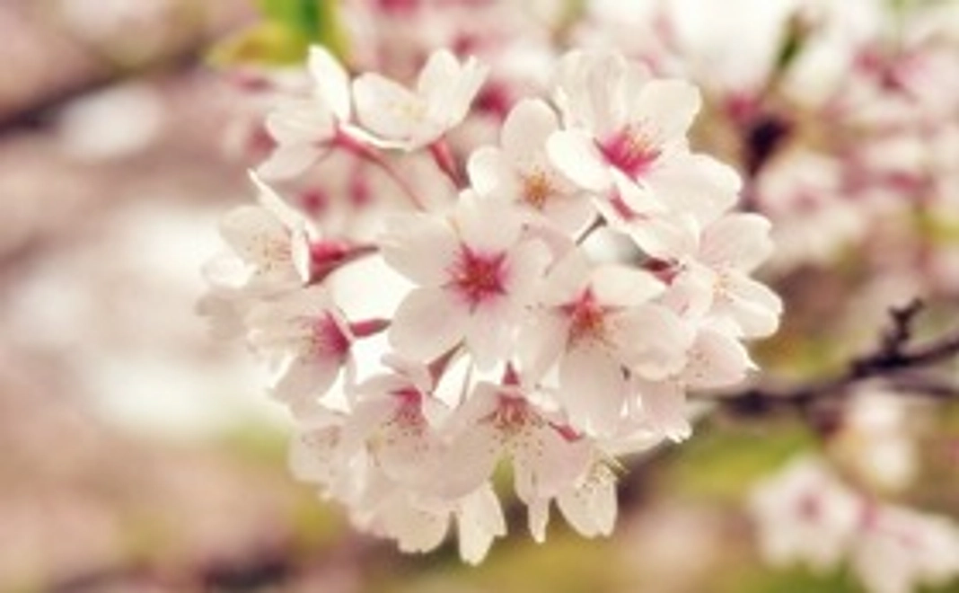 【サポーター】大きな桜の木を再び！ 桜サポーター