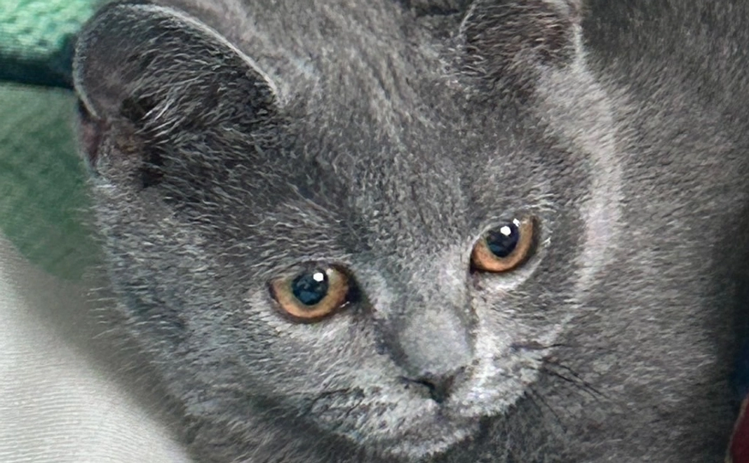 ベリーを助けてくださる１０００円・リターン不要の方はこちら