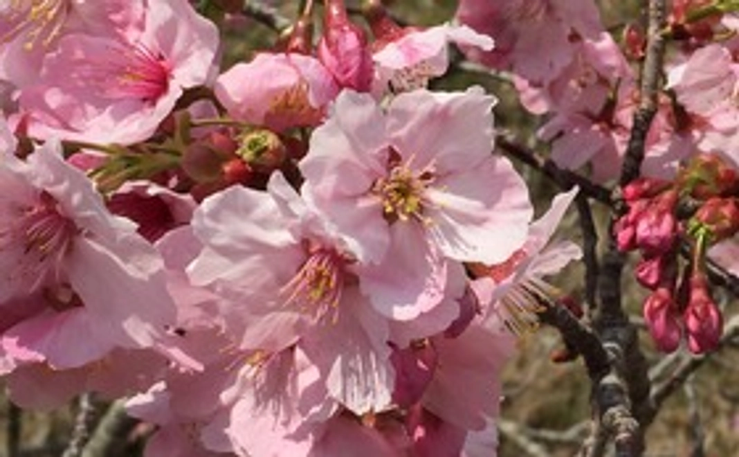 【死別ひとり親家庭支援】子供たちに夢を!