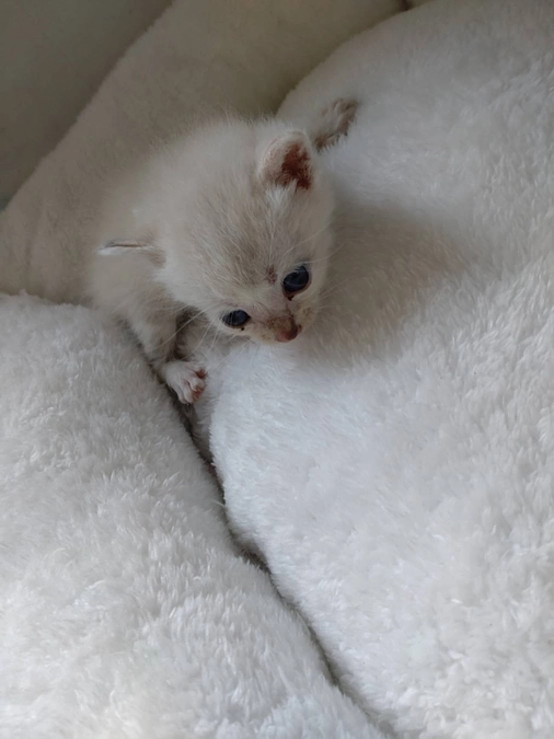 春生まれの子と秋生まれの母子保護しました