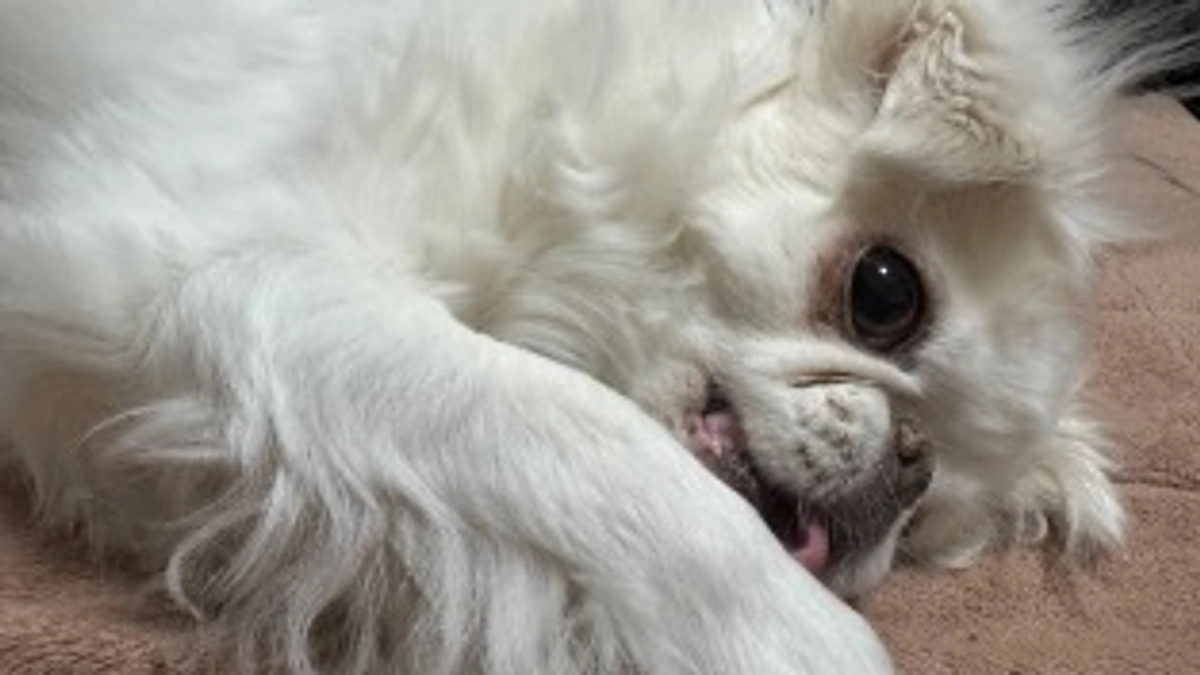 残り49時間🐶‼️