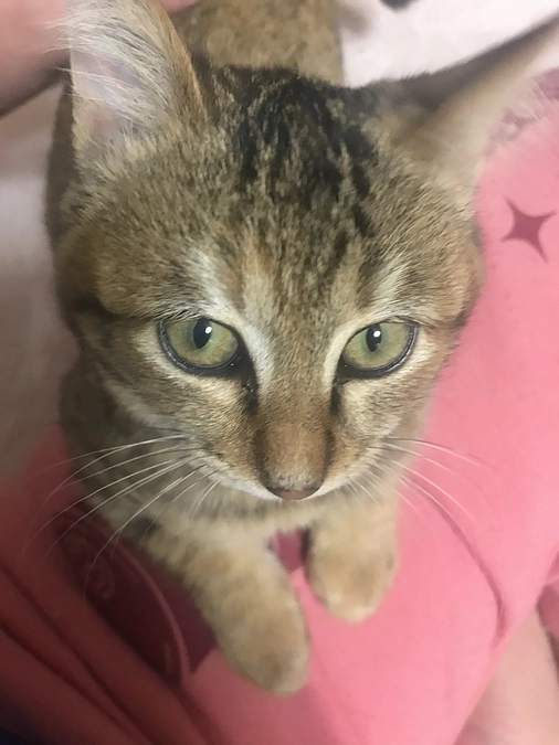 《7匹目》どこでもいっしょモモ【猫紹介】