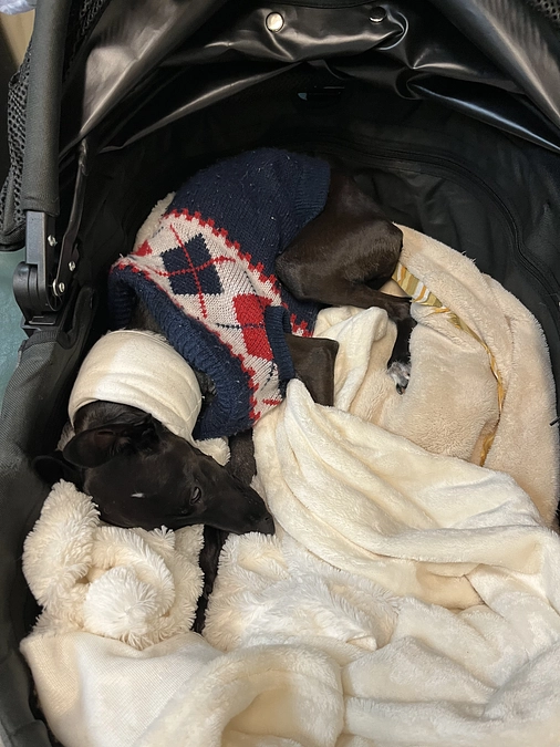 手術当日のティアラ