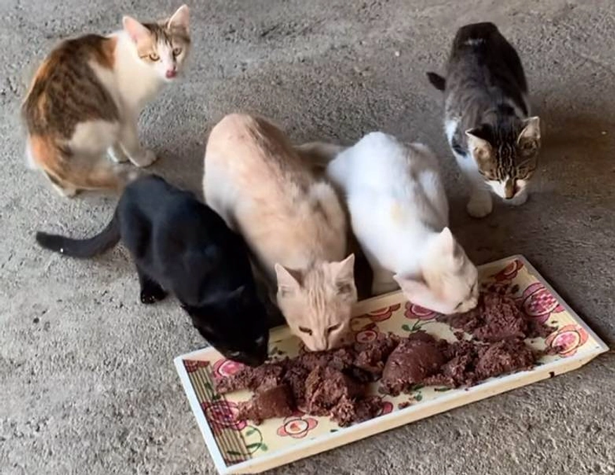 TNRを実施しようとしたのですが、、、