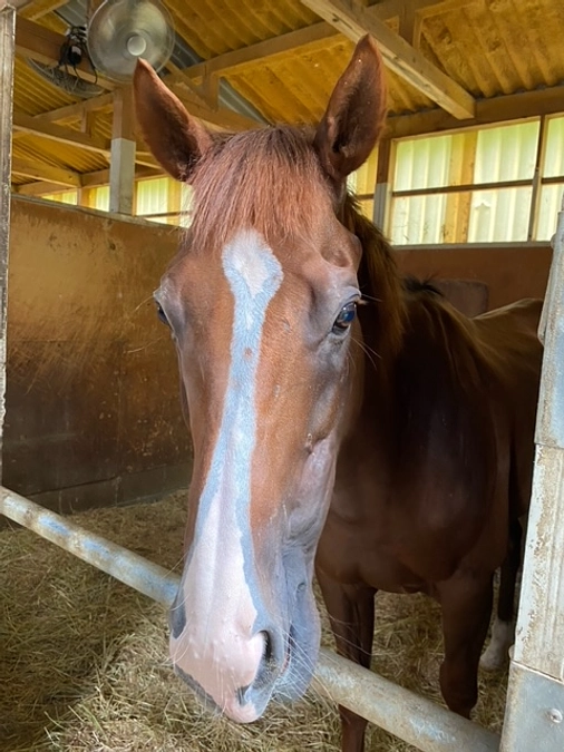 ナンヨーアミーコはクニマルと命名