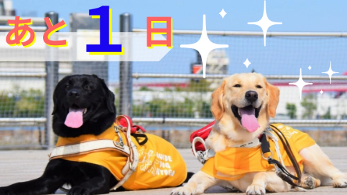 あと1日、さまざまな応援をご紹介🐶（応援コメントより）