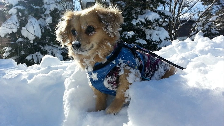【手術費のお願い】僧帽弁閉鎖不全症で余命半年のランを手術で救いたい