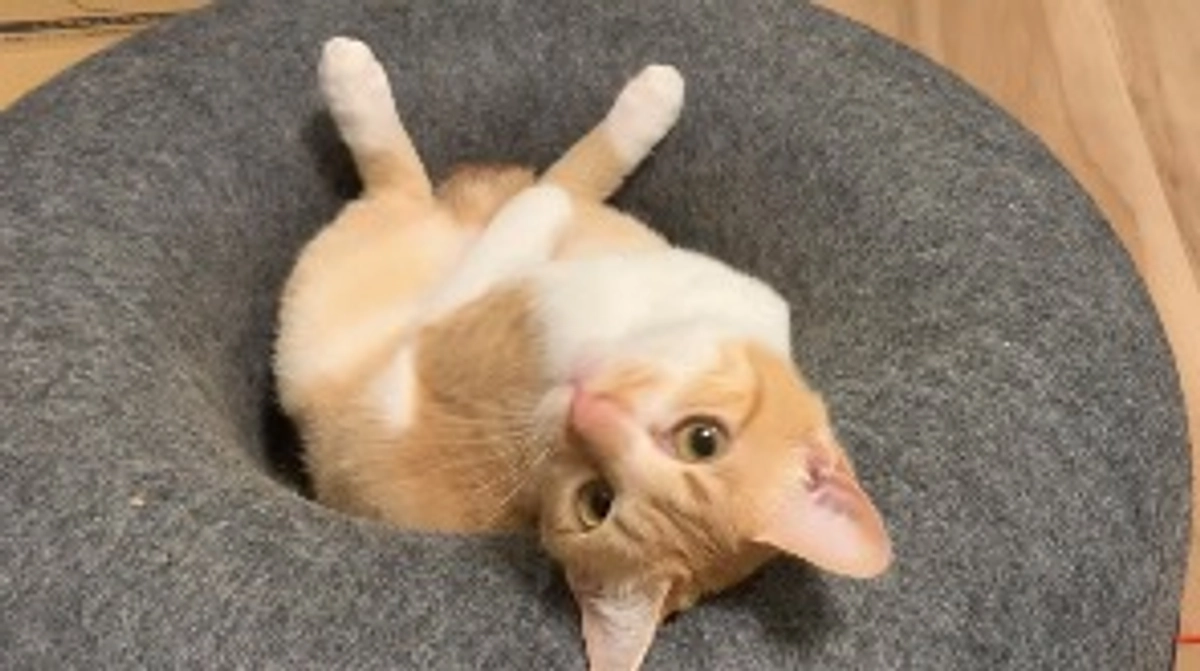 経過観察5日目とFIPについて思うこと