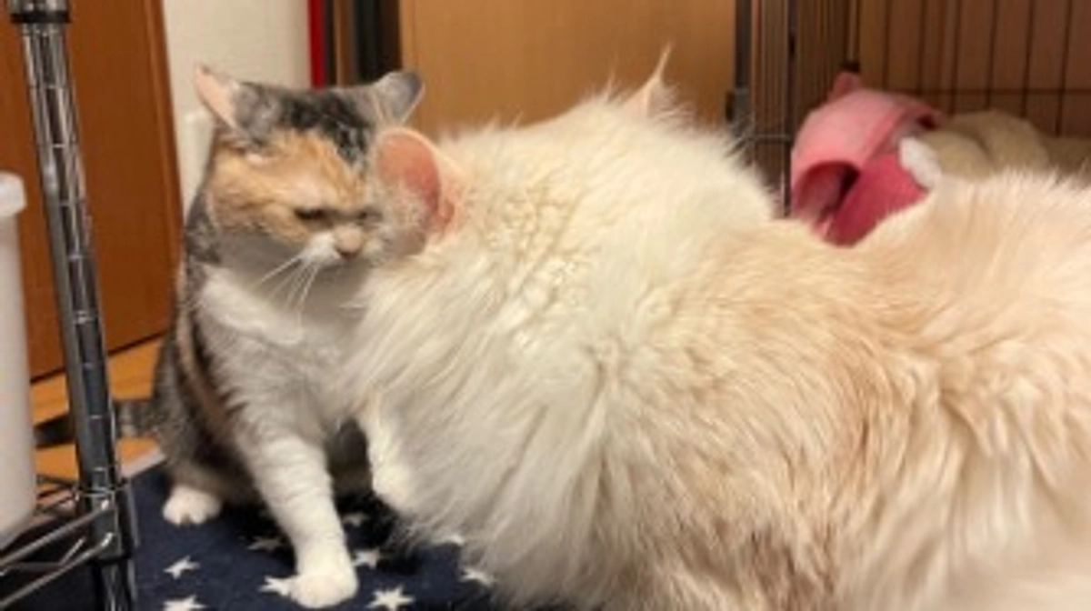 今日のトキ☀️🍃