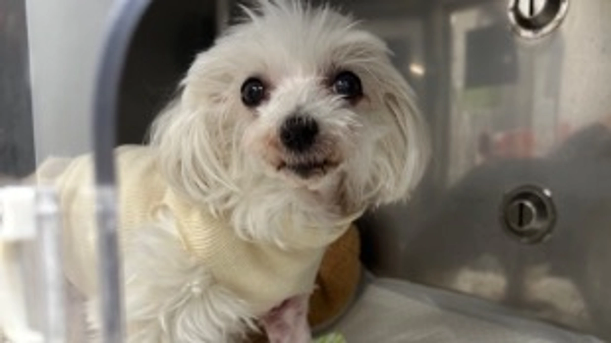 術後の様子と数値 10/23