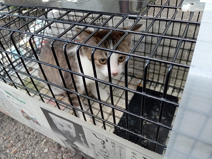 15匹目の子猫のウィルス検査とワクチン接種が終わりました。