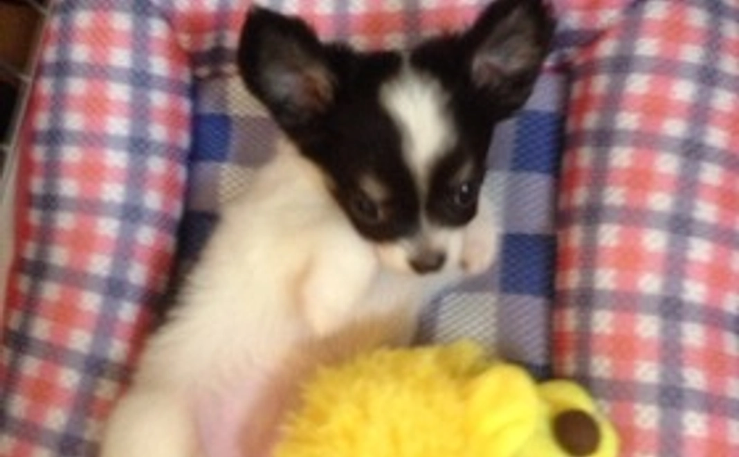 シータを元気に②