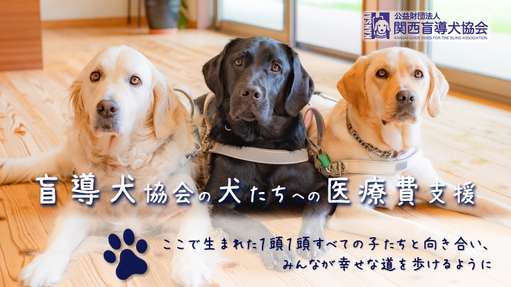 関西盲導犬協会｜パピーからリタイア犬まで医療費を確実に届けたい