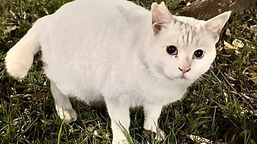 野良猫ちゃんのTNRとご飯代の支援をお願いします。 のトップ画像