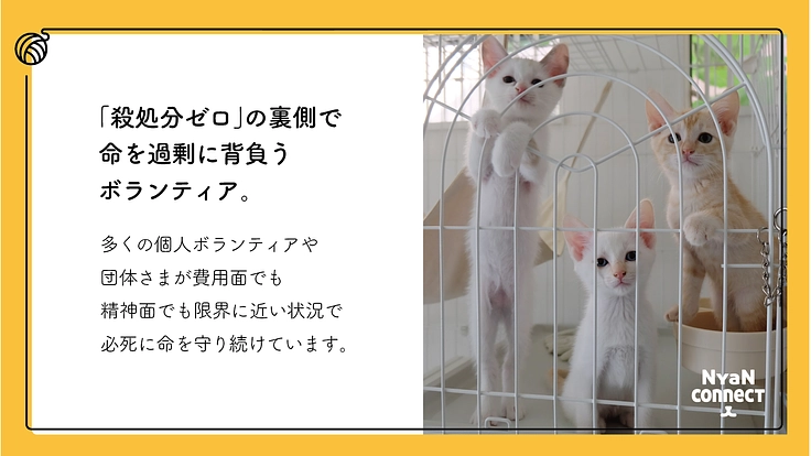保護猫カフェ開業へ。誰にも気にかけてもらえない命を0に! 2枚目