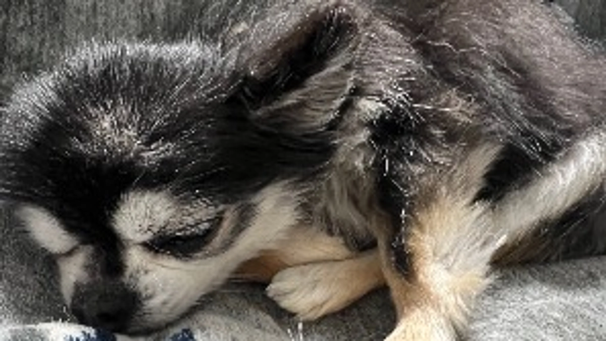 今日のプッチは元気