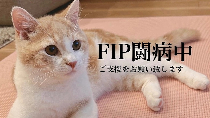 難病[猫伝染性腹膜炎(FIP)]と闘うまろの命を救いたい