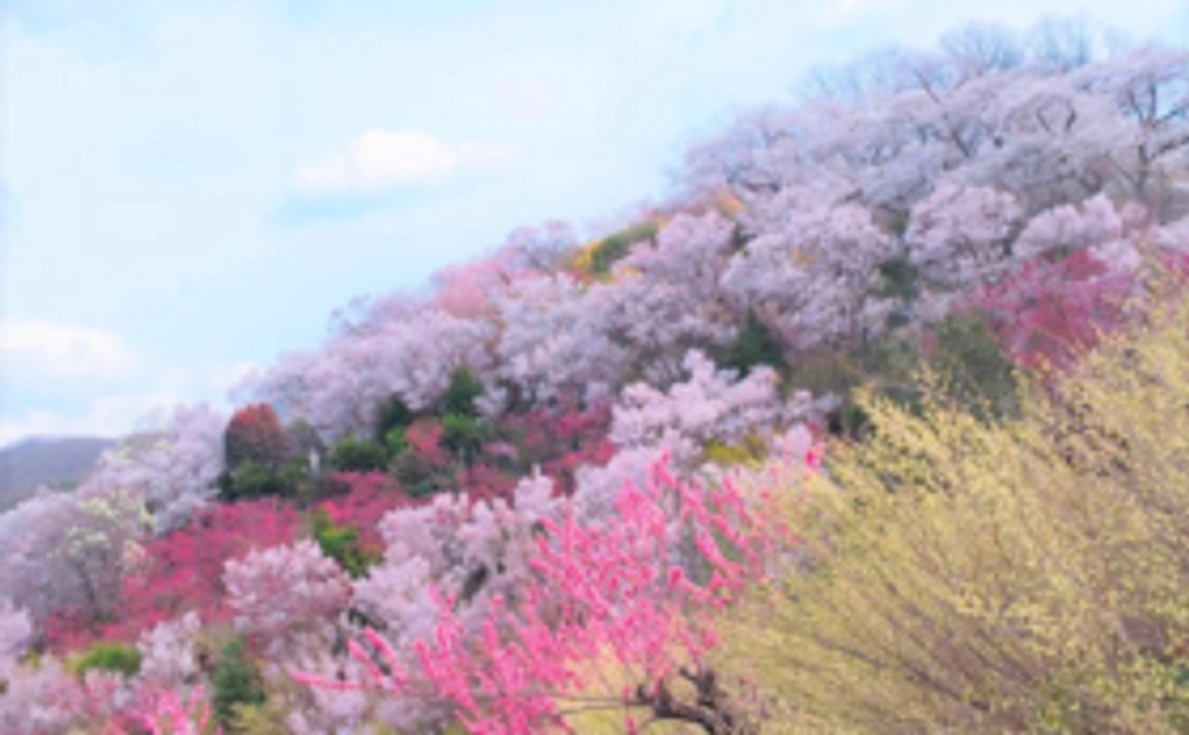 【学生の方限定】花見山盛り上げ隊として花想ひを応援！