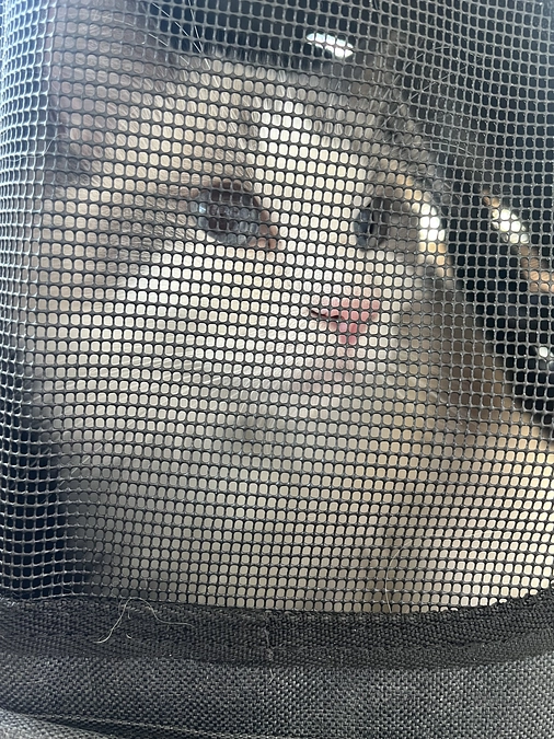 0724 ソラの定期検診