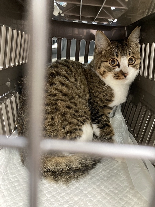 10月は皆様のおかげで４３頭支援できました！