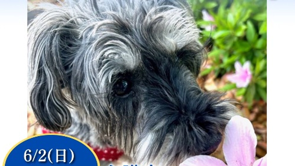 終了まで残り3日です。 ロイの心臓の音のこと。