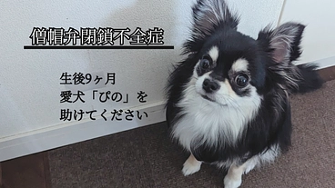 生後9ヶ月の愛犬「ぴの」の心臓手術費用をご支援ください のトップ画像