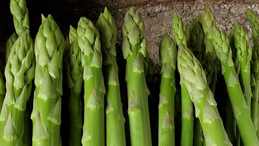 佐賀県若手農家の営農継続支援 のトップ画像