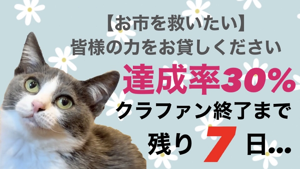 ８日の通院報告：クラファン終了日まで残り７日／達成率３０％お市の命を守るためにお力を貸して下さい。